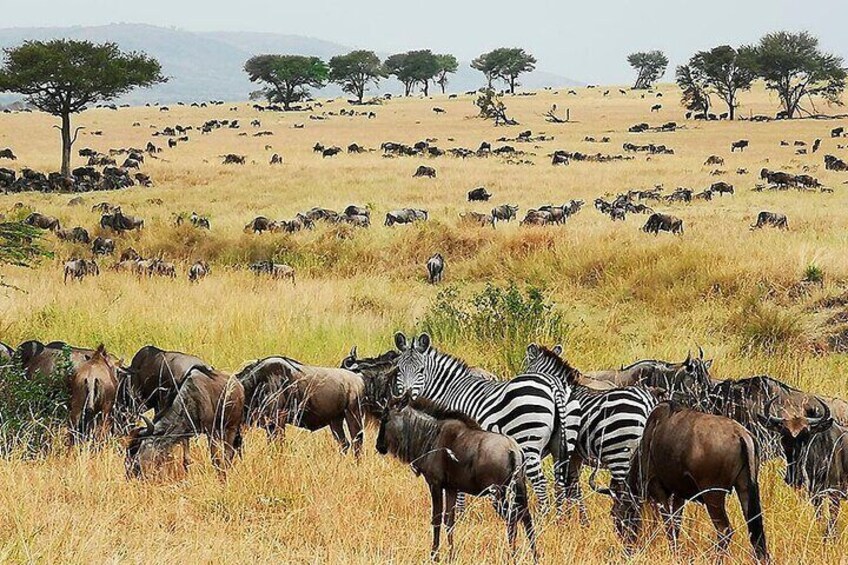 Serengeti Wildlife