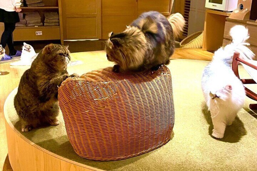 PM Tokyo Gotokuji Cat Temple Shinjuku Cat Cafe and 3D Cat Tour