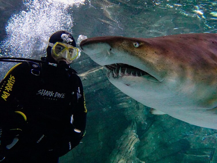 SEA LIFE Sunshine Coast Shark Dive Xtreme