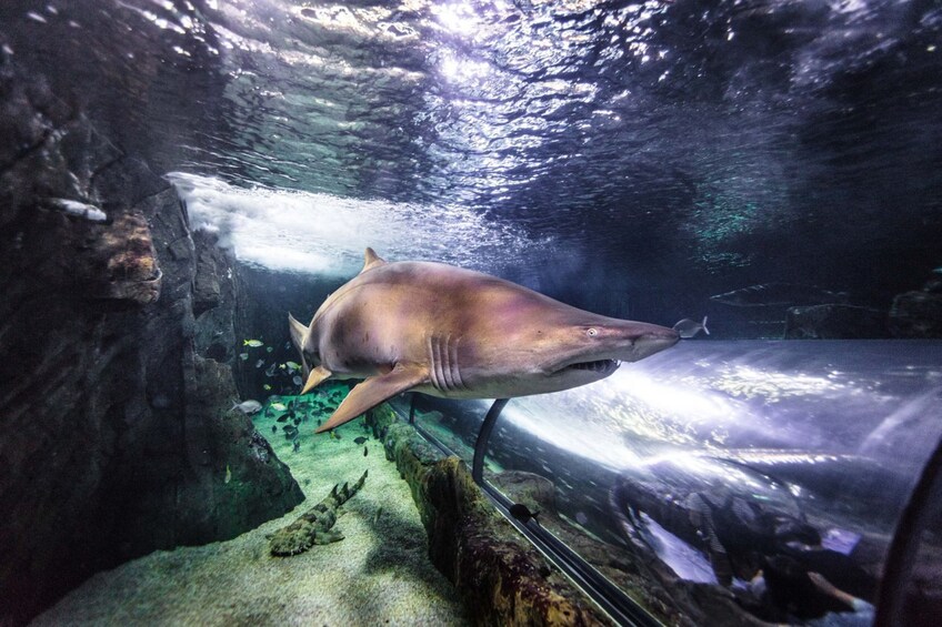 SEA LIFE Sunshine Coast Shark Dive Xtreme