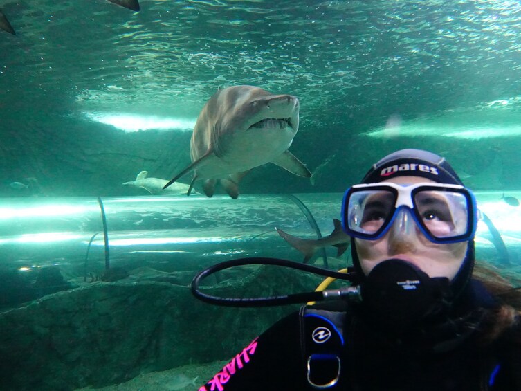 SEA LIFE Sunshine Coast Shark Dive Xtreme