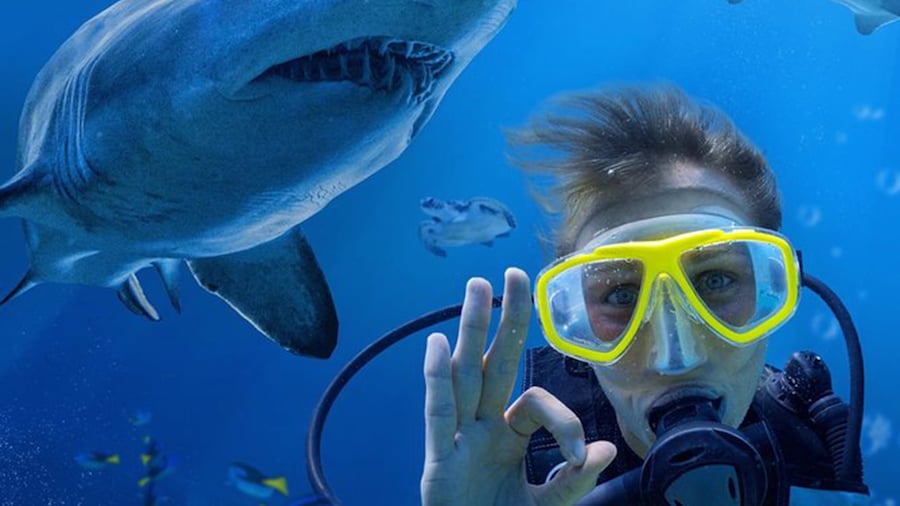 SEA LIFE Sunshine Coast Shark Dive Xtreme