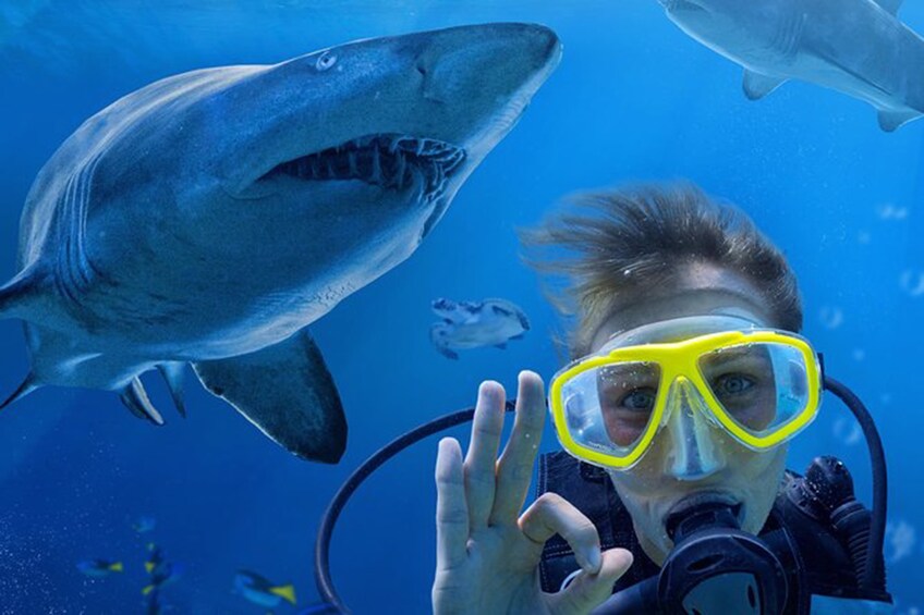 SEA LIFE Sunshine Coast Shark Dive Xtreme