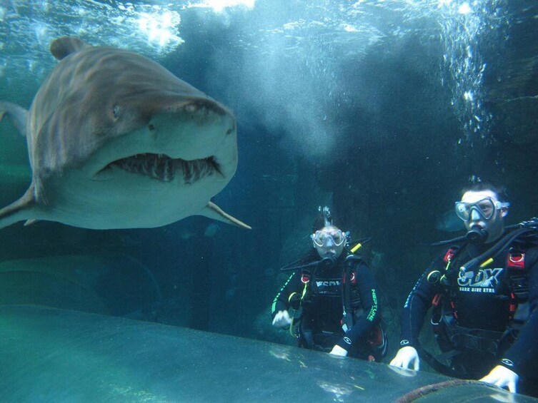 SEA LIFE Sunshine Coast Shark Dive Xtreme