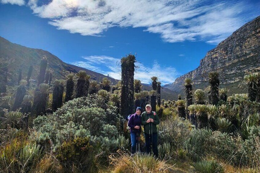 Valley of the frailejones, Nevado de El Cocuy