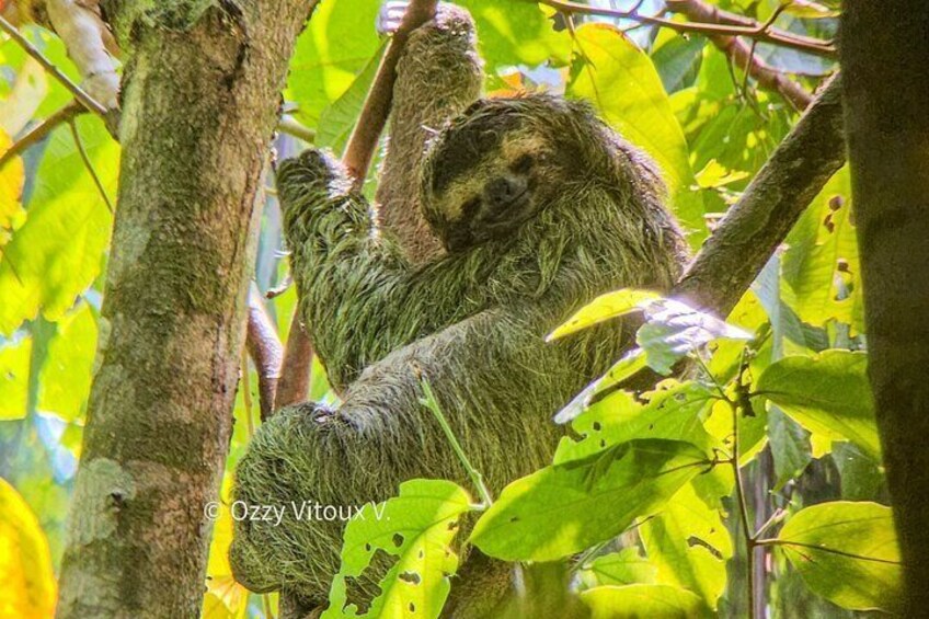 Sloth Bear