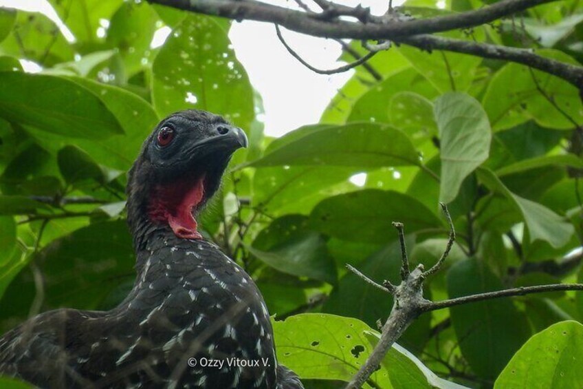 Pava Moñuda