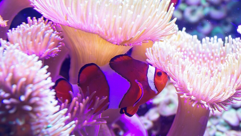 SEA LIFE Blankenberge Admission Ticket