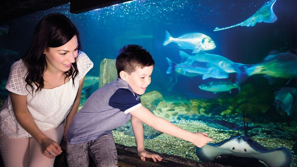 SEA LIFE Blankenberge Admission Ticket