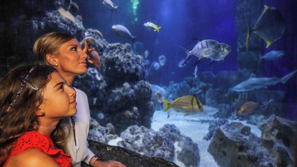 SEA LIFE Blankenberge Admission Ticket
