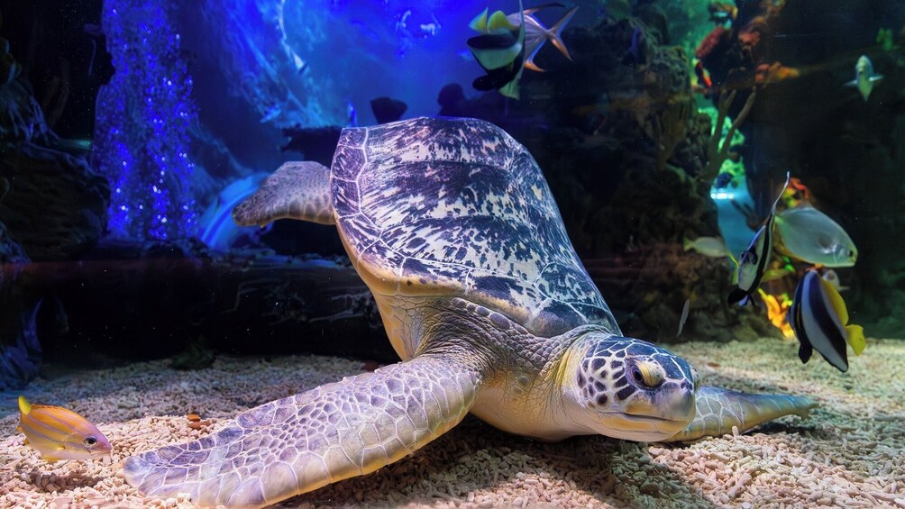 SEA LIFE Blankenberge Admission Ticket