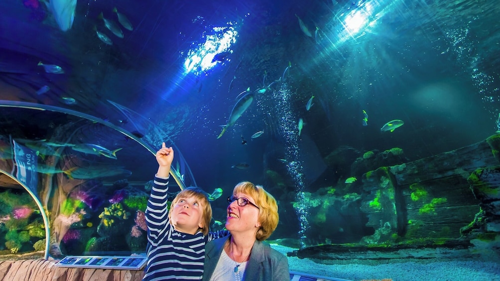 SEA LIFE Blankenberge Admission Ticket