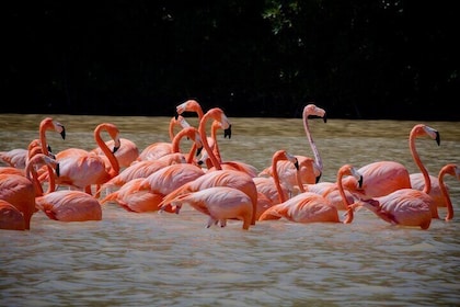 Excursion to Celestun Biosphere and Beach Day from Merida