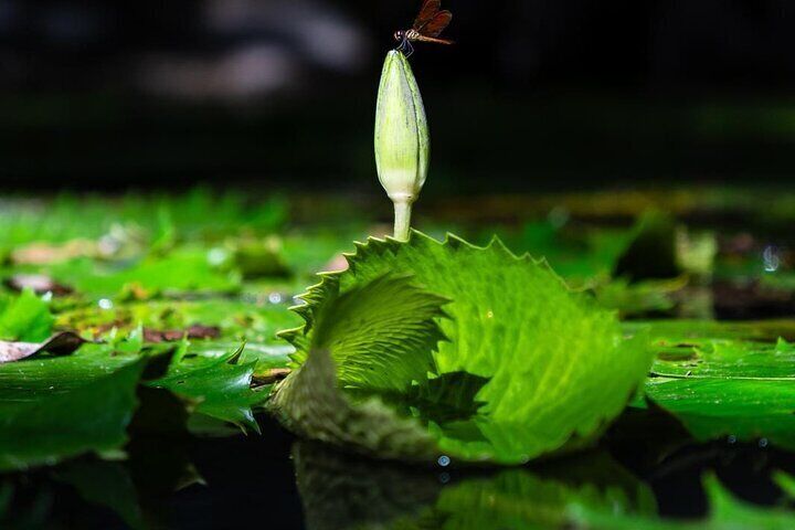 From Merida: Mayan Cenotes and the Spirit of Water 
