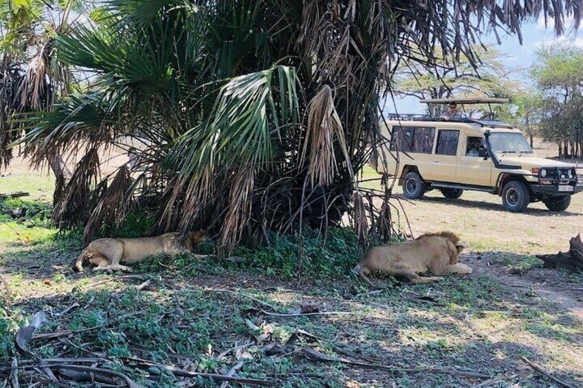 5 days Mikumi National Park and Nyerere National Park Adventure
