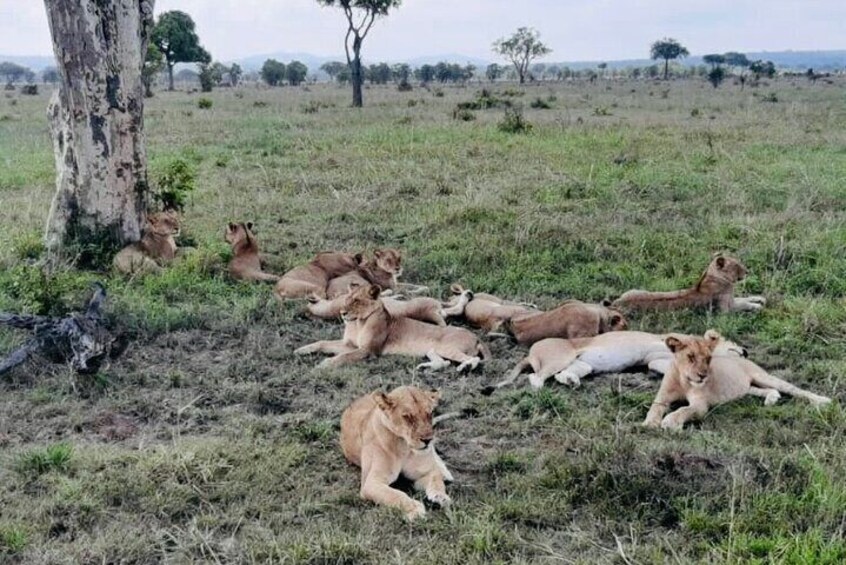 5 days Mikumi National Park and Nyerere National Park Adventure