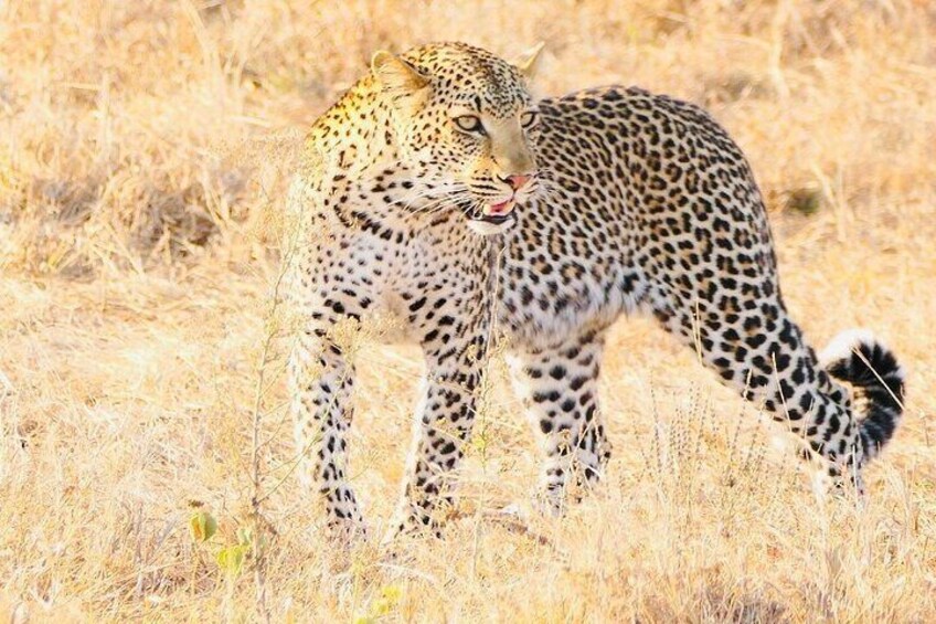 5 days Mikumi National Park and Nyerere National Park Adventure