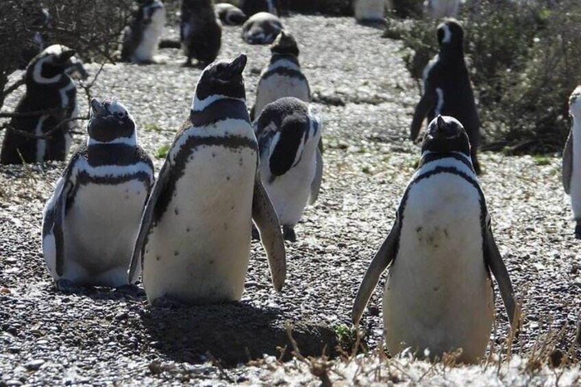 PUNTA TOMBO SHORE EXCURSION PUERTO MADRYN PATAGONIA ARGENTINA