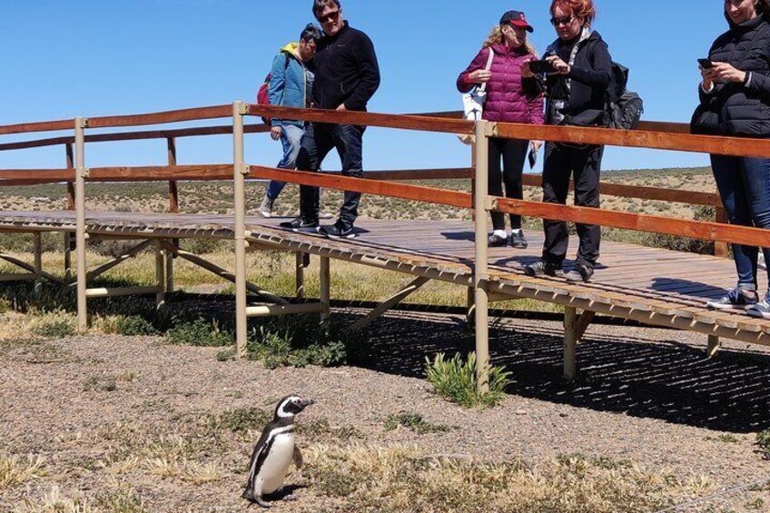 PUNTA TOMBO SHORE EXCURSION PUERTO MADRYN PATAGONIA ARGENTINA