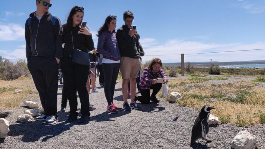 PUNTA TOMBO SHORE EXCURSION PUERTO MADRYN PATAGONIA ARGENTINA