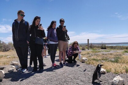 Cruise Shore Excursion Punta Tombo - Tickets included - Puerto Madryn Patag...