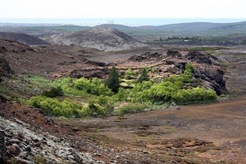 Small forest in Helgafell