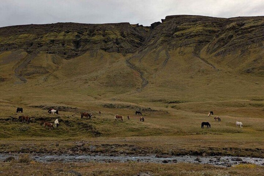 Horses roaming in the valley