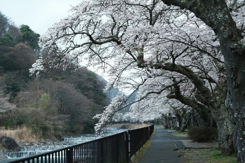 From Tokyo Cherry Blossom Season Private Day Tour in Hakone