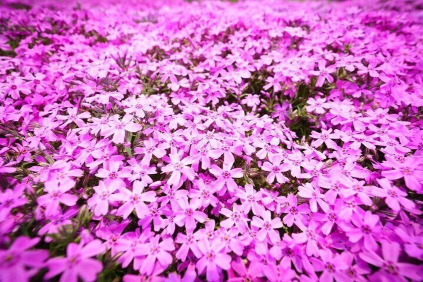Tokyo Cherry Blossom Mt Fuji and Shibazakura Festival Day Trip