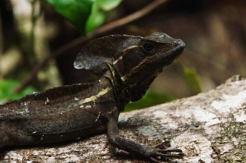 Tortuguero National Park Canoe Tour