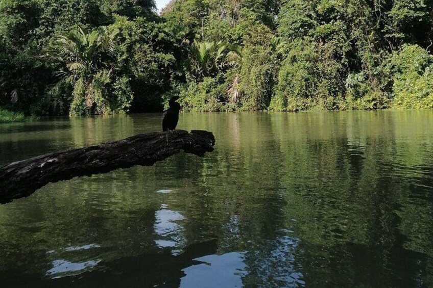 Tortuguero National Park Canoe Tour
