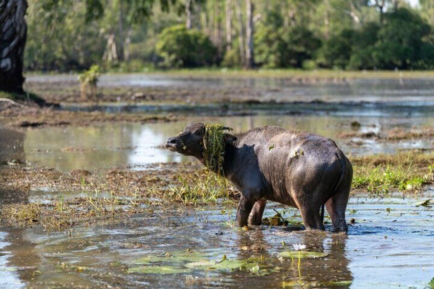 2-Day Kakadu and Jim Jim Falls Tour