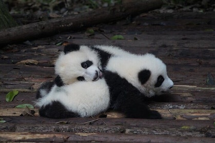 Private Zhujiajiao Water Town Tour with Shanghai Zoo and Panda
