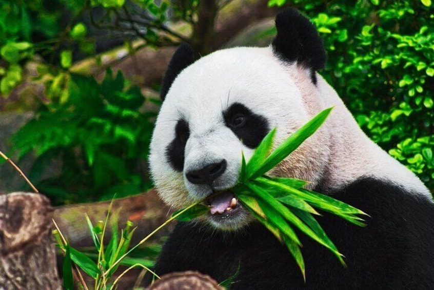 Private Zhujiajiao Water Town Tour with Shanghai Zoo and Panda