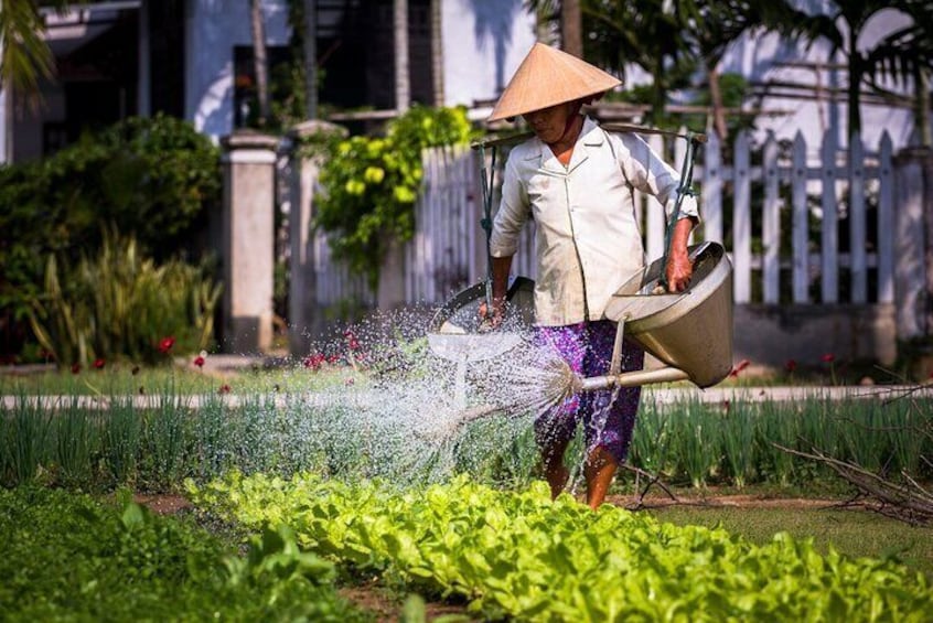 Daily job of a beautiful women in Tra Que vegetable villages