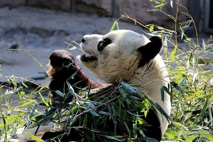 BJ Private Tour - Temple of Heaven, Panda House and Summer Palace