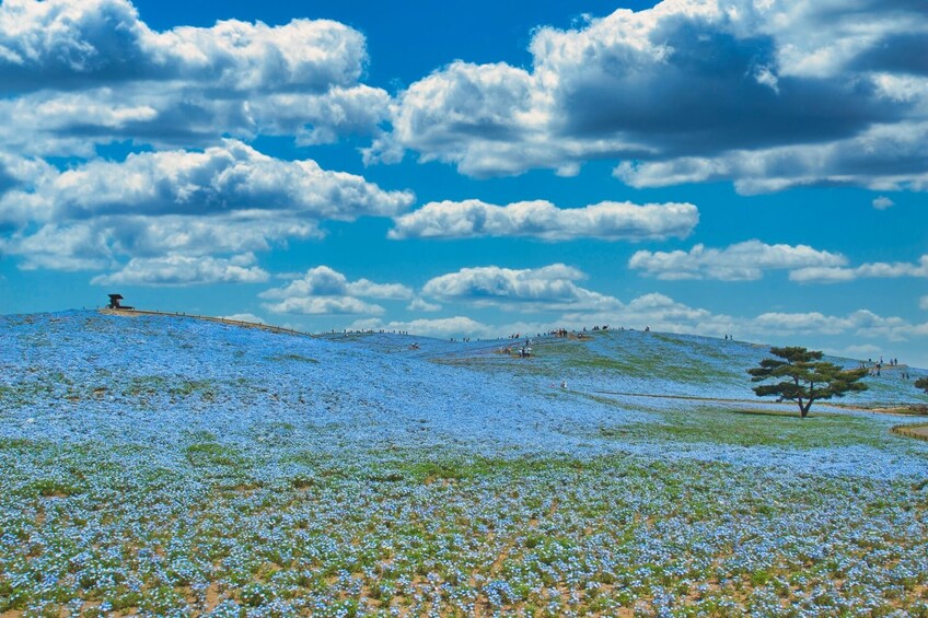From Tokyo: Scenic Nemophila Hill & Strawberry Picking Tour