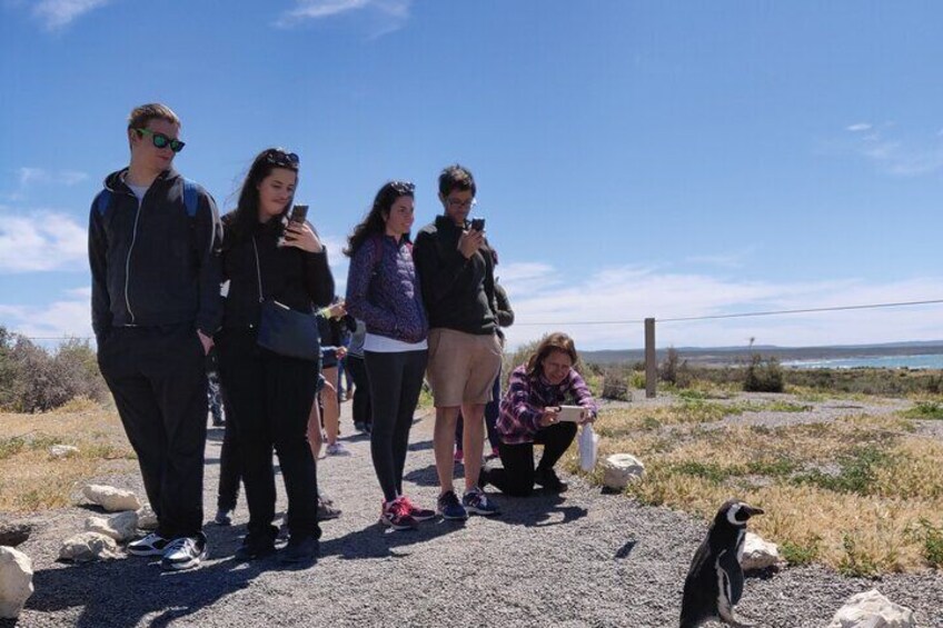 discover punta tombo let them pass