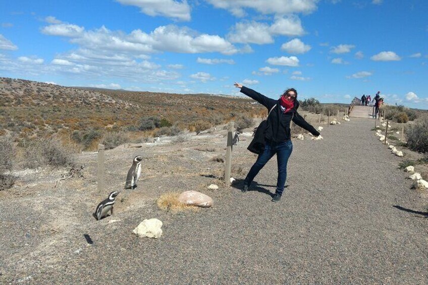 path between the penguins nest
