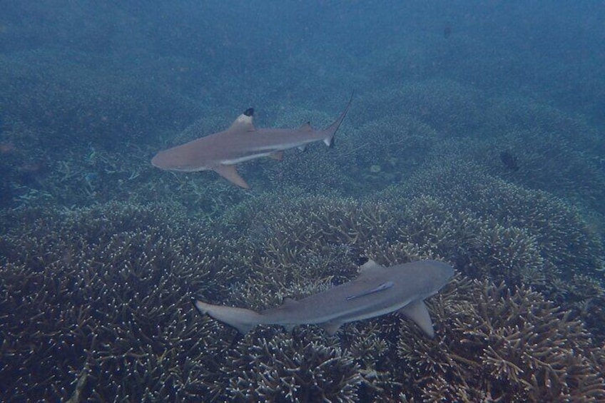 Private Snorkeling Tour at Pigeon Island Trincomalee