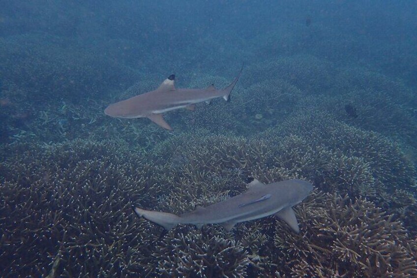 Private Snorkeling Tour at Pigeon Island Trincomalee