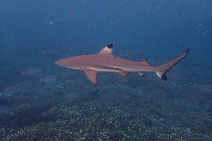 Private Snorkeling Tour at Pigeon Island Trincomalee