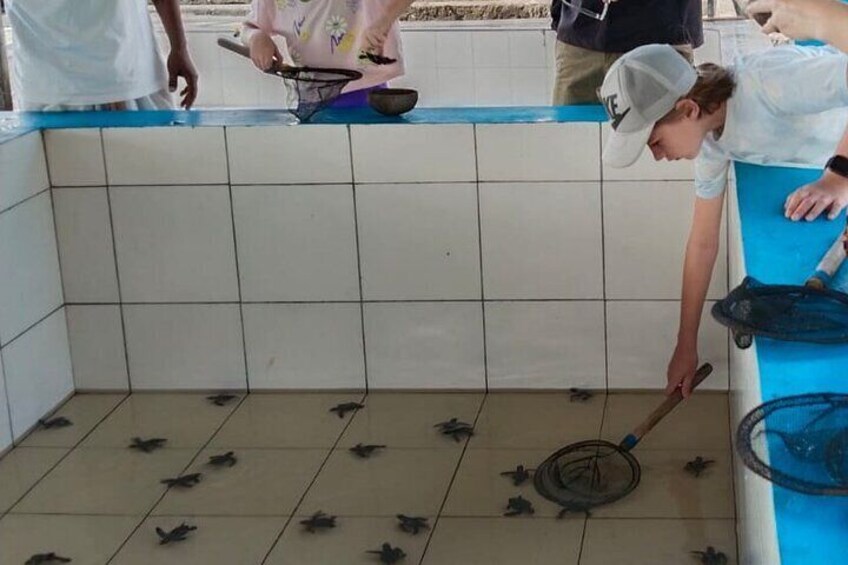 Bali Horse Riding and Turtle Release at Saba Beach