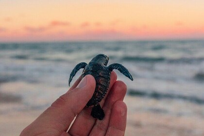 Bali Horse Riding and Turtle Release 薩巴海灘