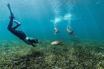 Catamaran Plus Reef Snorkelling and Isla Mujeres Visit