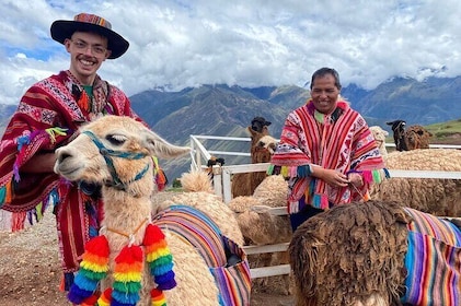 Llama & Alpaca Experience (Cusco Region): ANDEAN COLORS