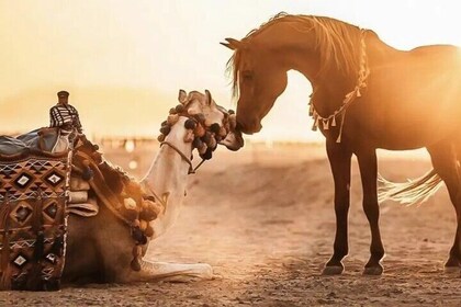 Camel Ride and Horse Riding Adventure in Agadir
