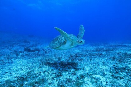 Private Diving Experience in Praia João Fernandinho