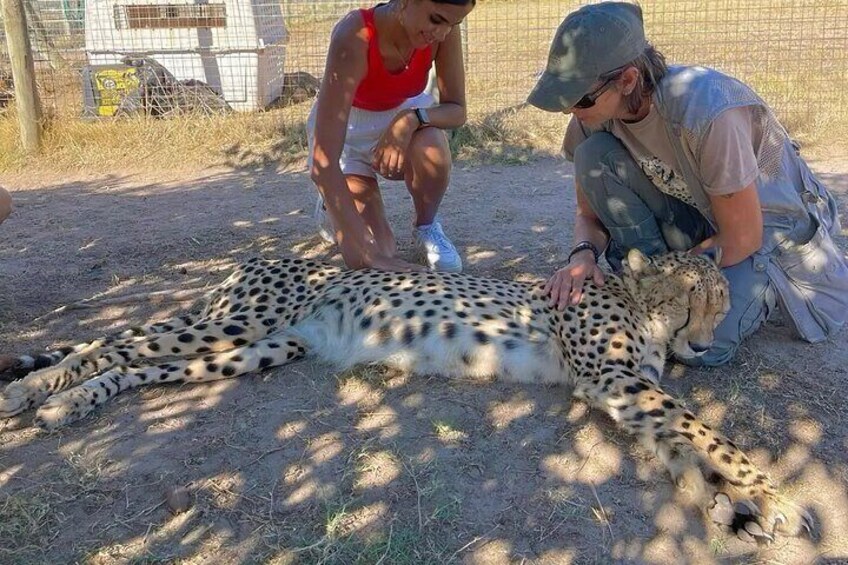 Cheetah Encounter