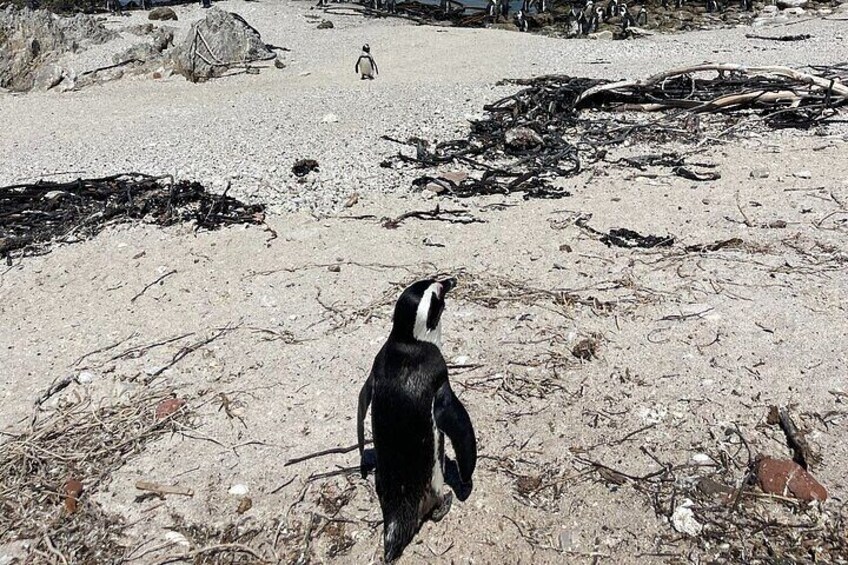 Penguin Encounter